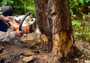 Tree Service