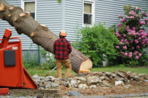 Tree Service